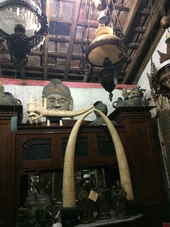 Real Tusk Antique