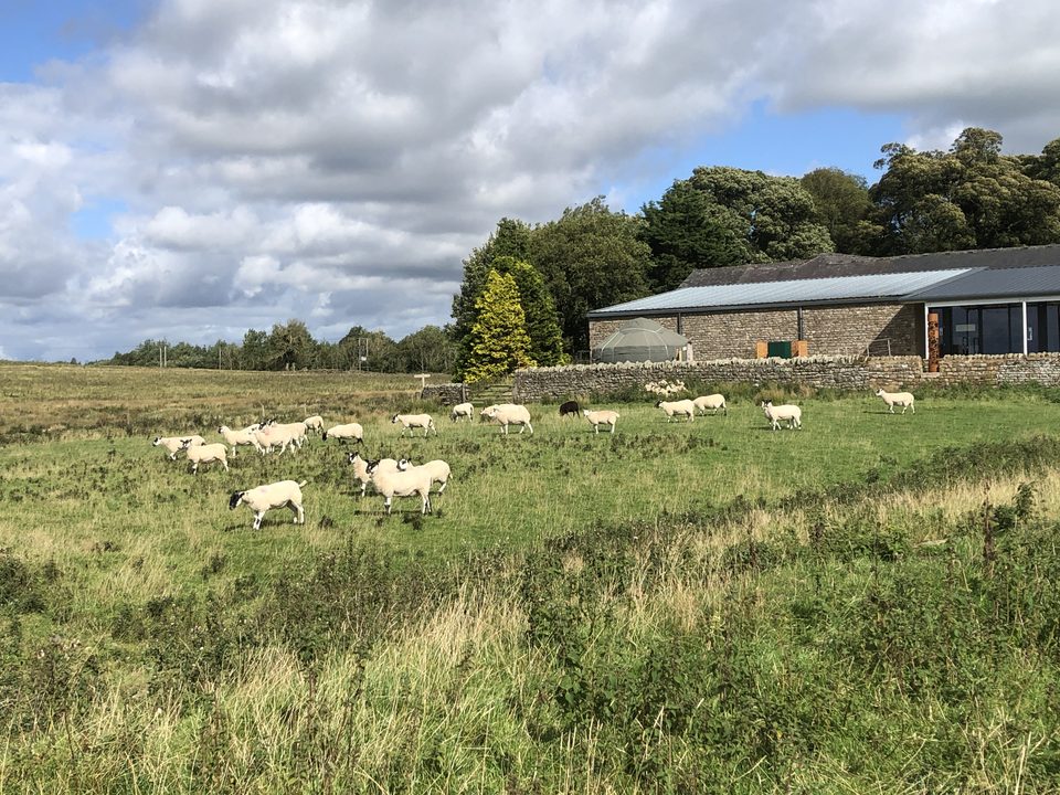 Sheep's outside Roman Army Museum