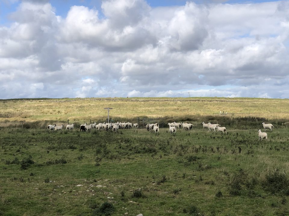 Farmland/sheeps